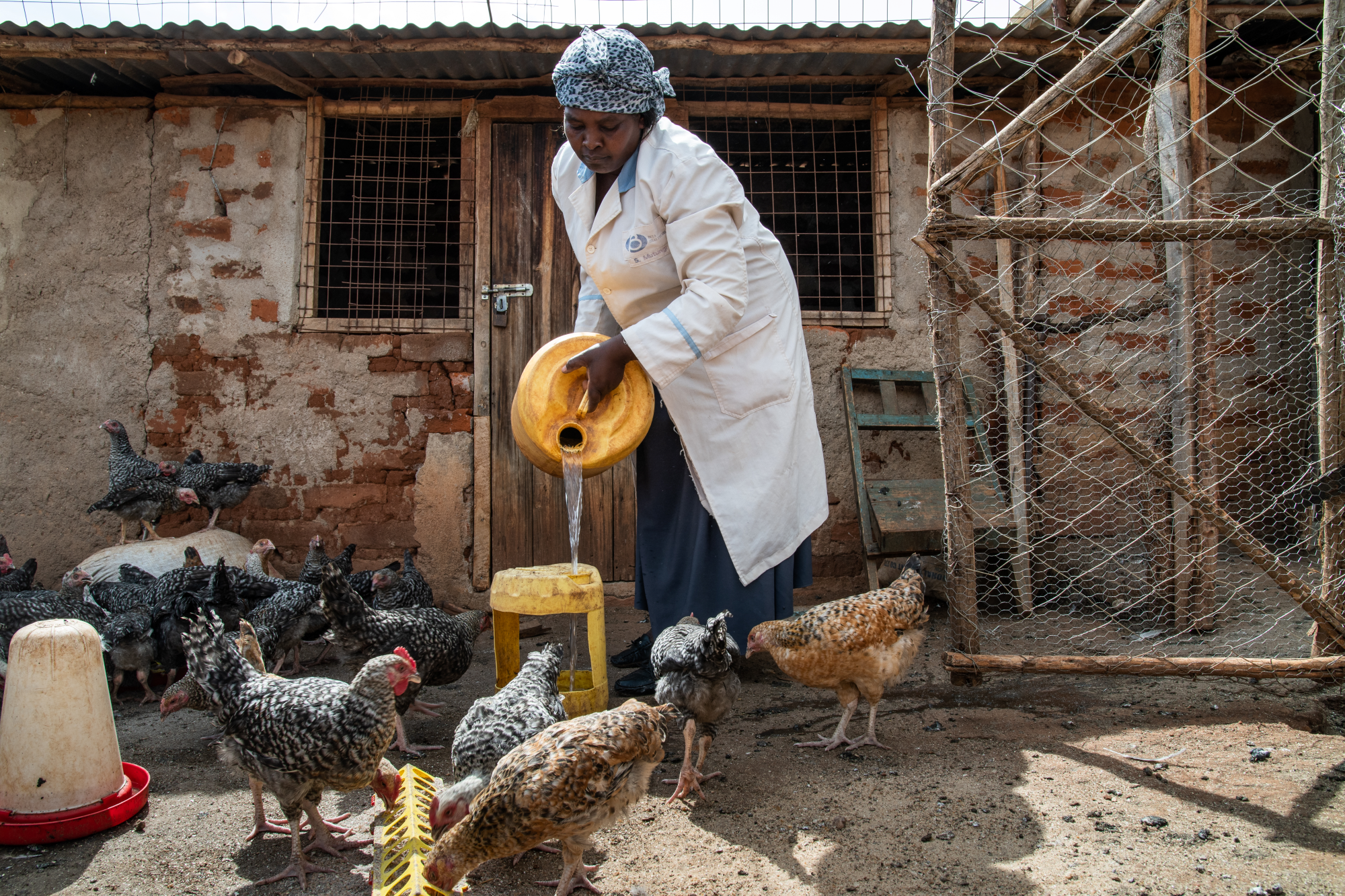 Josephine Kimonyi, farmer, with her chickens in Makueni County, Kenya on November 13, 2022.