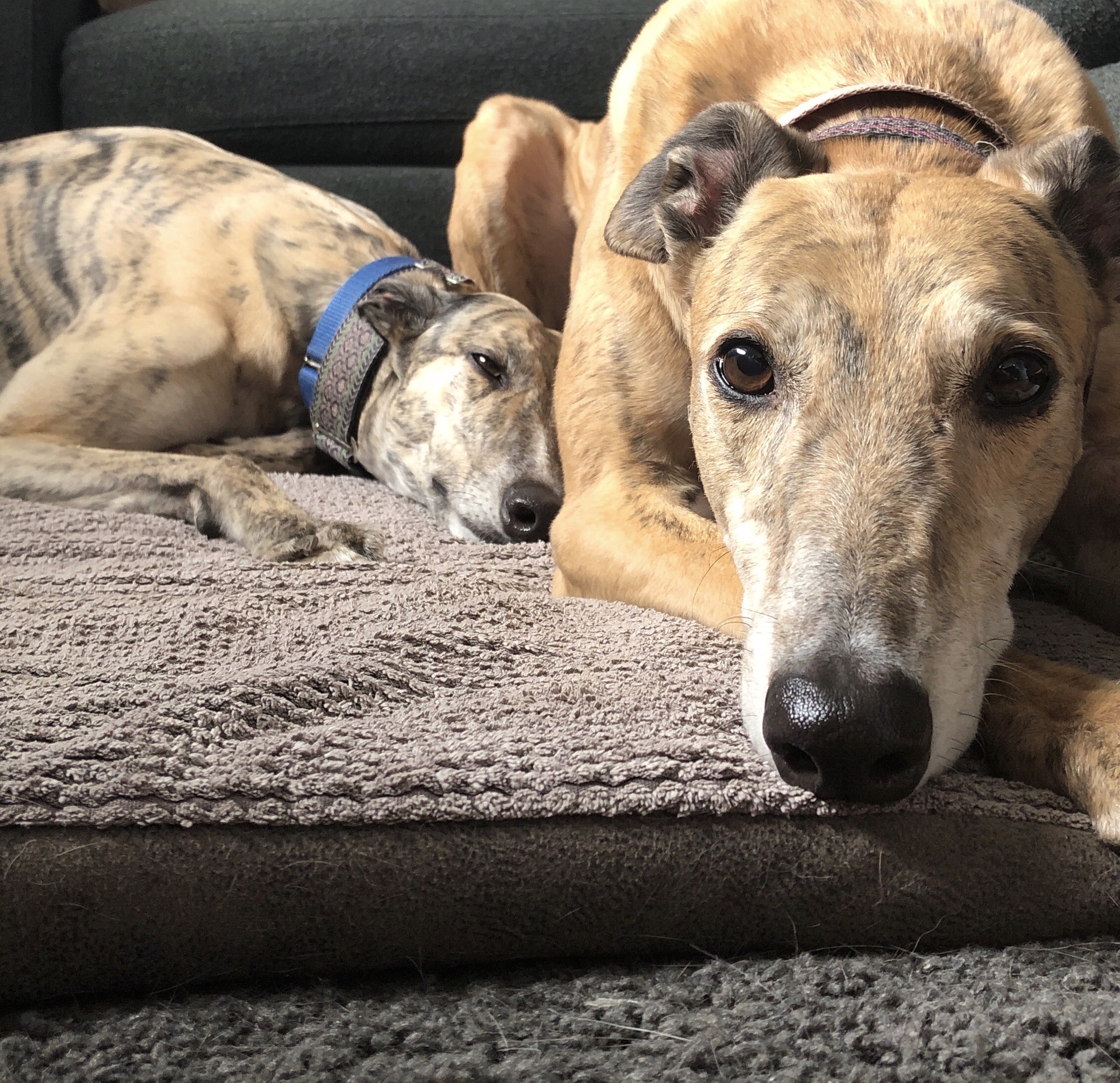 Two greyhounds resting on a blanket on the floor