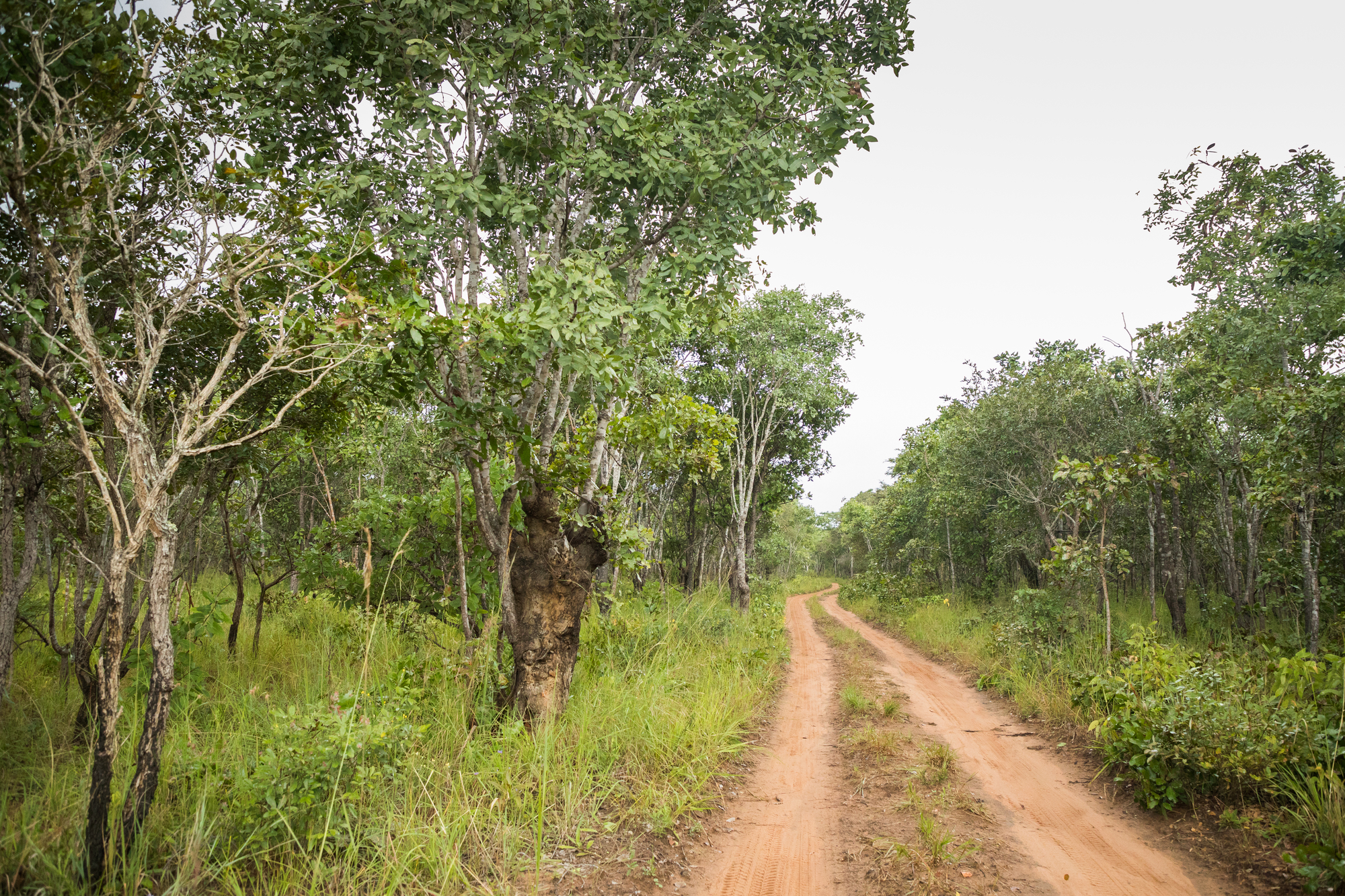 A dirt road through a rural area of Serenje District, Zambia
