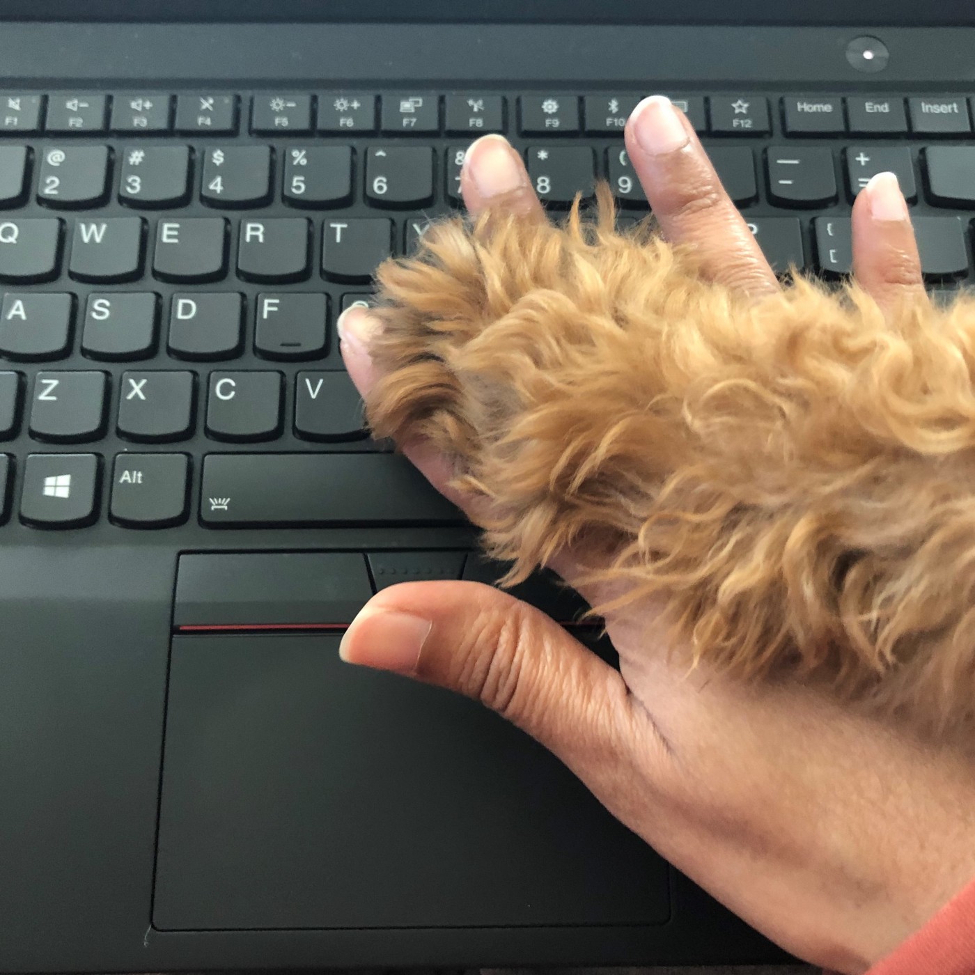 Lucy's paw reaching on top of a hand at a keyboard
