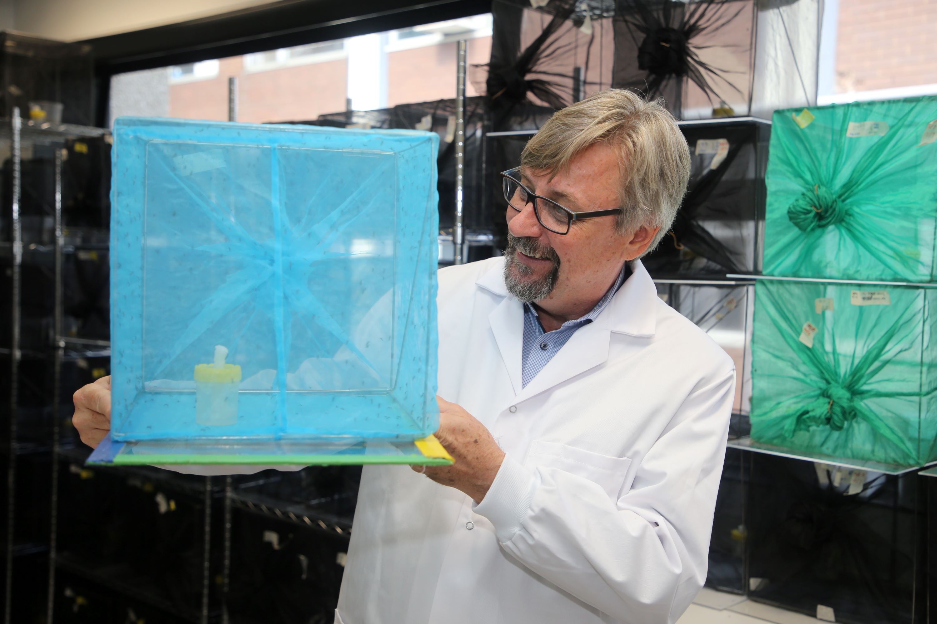 Scott O'Neill of WMP holds a small cage containing adult Aedes aegypti mosquitoes